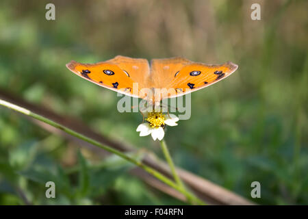 Pfau-Stiefmütterchen Schmetterling. (Iunonia Almana) ist eine Art von Nymphalid Schmetterling gefunden in Südasien Stockfoto