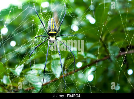 Eine große Spinne (Nephila Maculata) ruht auf seinen web Stockfoto