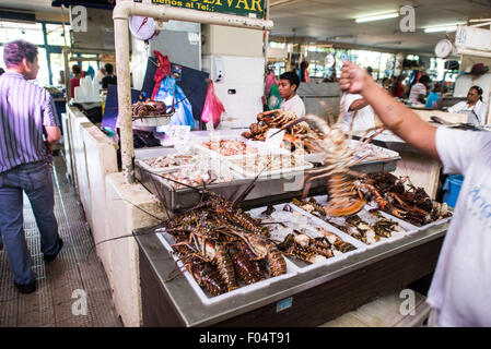 Langusten und Krabben Mercado de Mariscos Panama-Stadt Panama // PANAMA-STADT, Panama — auf dem Mercado de Mariscos (Meeresfrüchte-Markt) werden frische Langusten und Krabben verkauft. Der Markt, der sich am Ufer in der Nähe von Casco Viejo befindet, dient als wichtigstes Handelszentrum für Meeresfrüchte in Panama City. Diese Krebstiere, die in den Gewässern Panamas gefangen werden, stellen einige der begehrtesten Meeresfrüchte auf dem Markt dar. Lokale Fischer liefern ihren täglichen Fang in der Regel früh am Morgen auf den Markt, wo sowohl Restaurants als auch einzelne Kunden frische Meeresfrüchte kaufen. Der Mercado de Stockfoto