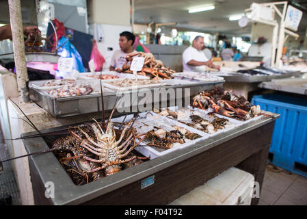 Langusten und Krabben Mercado de Mariscos Panama-STADT // PANAMA-STADT, Panama — auf dem Mercado de Mariscos (Meeresfrüchte-Markt) werden frische Langusten und Krabben verkauft. Der Markt, der sich am Ufer in der Nähe von Casco Viejo befindet, dient als wichtigstes Handelszentrum für Meeresfrüchte in Panama City. Diese Krebstiere, die in den Gewässern Panamas gefangen werden, stellen einige der begehrtesten Meeresfrüchte auf dem Markt dar. Lokale Fischer liefern ihren täglichen Fang in der Regel früh am Morgen auf den Markt, wo sowohl Restaurants als auch einzelne Kunden frische Meeresfrüchte kaufen. Der Mercado de Marisc Stockfoto