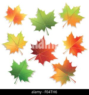 Bunte Ahornblätter isolierten auf weißen Hintergrund. Stock Vektor