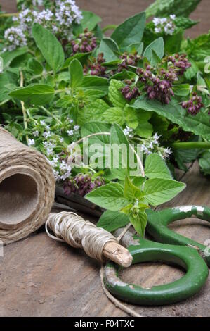 Frische Kräuter-Zitronen-Melisse, Thymian, Minze, auf Holzbrett und Zubehör zum Trocknen vorbereiten Stockfoto