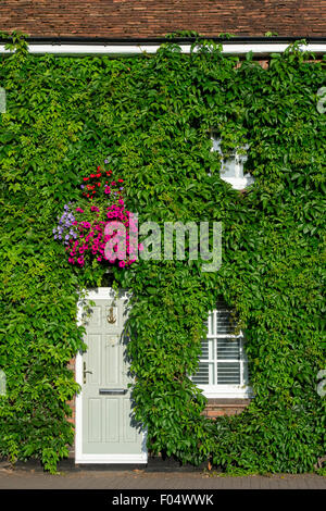 Parthenocissus Quinquefolia. Wildem Wein / amerikanischen Efeu bedeckt eine Hausfront. Henley on Thames, Oxfordshire. England Stockfoto