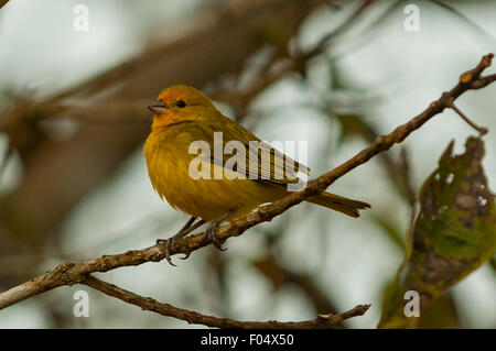 Sicalis Flaveola, Safran Finch, Araras Lodge, Pantanal, Brasilien Stockfoto