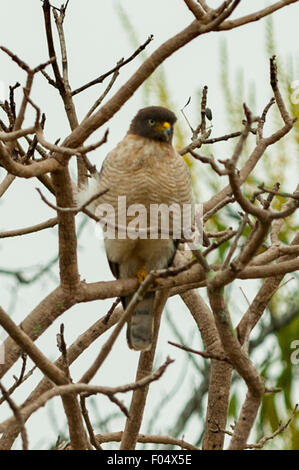 Rupornis Magnirostris, Straßenrand Hawk, Transpantaneira Highway, Pantanal, Brasilien Stockfoto