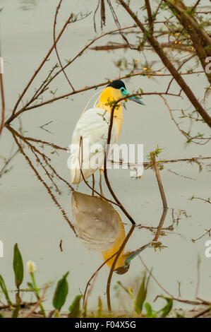 Pilherodius Pileatus, Capped Reiher, Transpantaneira Highway, Pantanal, Brasilien Stockfoto