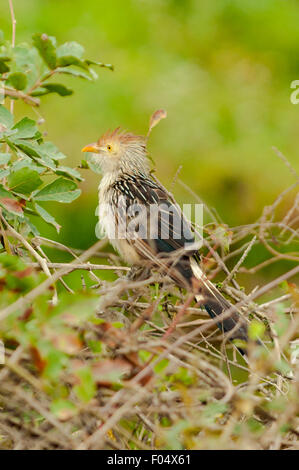 Guira Guira, Guira Kuckuck, Transpantaneira Highway, Pantanal, Brasilien Stockfoto