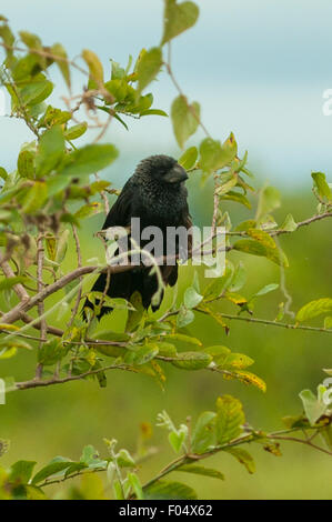 Crotophaga Ani, glatt-billed Ani Cuiaba River, Pantanal, Brasilien Stockfoto