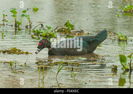 Cairina Moschata, Juvenile Barbarie-Ente, Porto Jofre Lagune, Pantanal, Brasilien Stockfoto