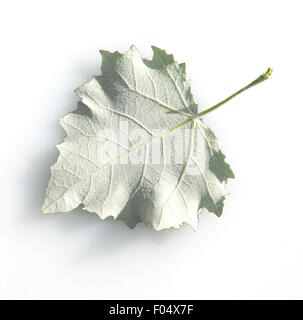 Blatt, Silberpappel, Populus Alba, Stockfoto