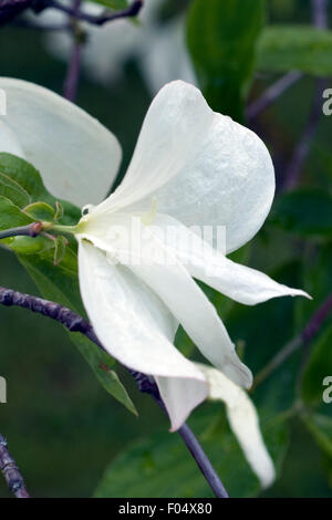 Blumenhartriegel, Eddies, White, Wunder, Stockfoto