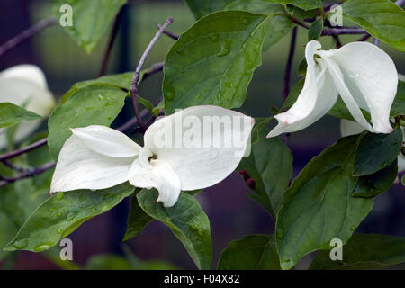 Blumenhartriegel, Eddies, White, Wunder, Stockfoto