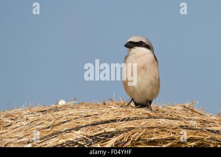 Männlichen Neuntöter (Lanius Collurio), Hessen, Deutschland Stockfoto