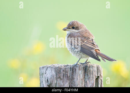 Neuntöter (Lanius Collurio) sitzen auf einem Mast, Jungvogel, Hessen, Deutschland Stockfoto