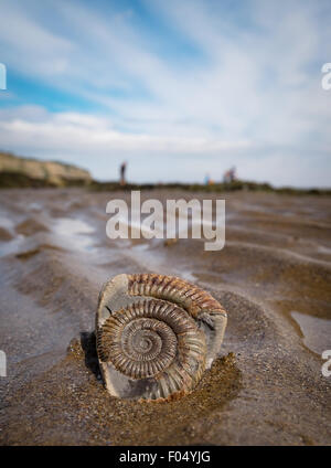 Ein Ammonit Fossil am Strand von Robin Hoods Bay, Bestandteil der Yorkshire Jurassic Coast, UK Stockfoto