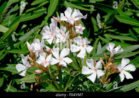 Sardinien, Italien: Blüten des Oleander (Nerium Oleander) Stockfoto