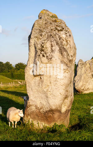 Die neolithische Steinkreis von Avebury, standing stones der Südlichen inneren Kreis am frühen Morgen Licht werfen lange Schatten mit hellen blauen Himmel. Stockfoto