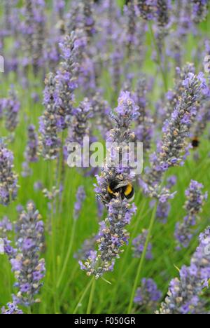 Bumblebee sammelt Nektar aus englischer Lavendel Southover Grange Gärten, Lewes, East Sussex Stockfoto