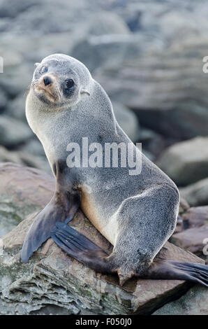 New Zealand Seebär, Jugendkriminalität, Glenburn, Wairarapa, Nordinsel, Neuseeland Stockfoto