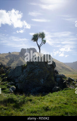 Kohl-Baum wächst auf einem Felsen, Glenburn, Wairarapa, Nordinsel, Neuseeland Stockfoto