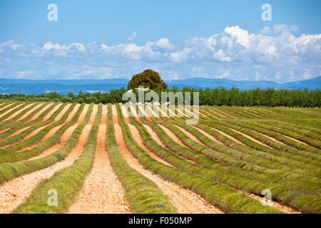 Landhaus in einem geerntetem Lavendelfeld, Valensole, Provence, Frankreich Stockfoto