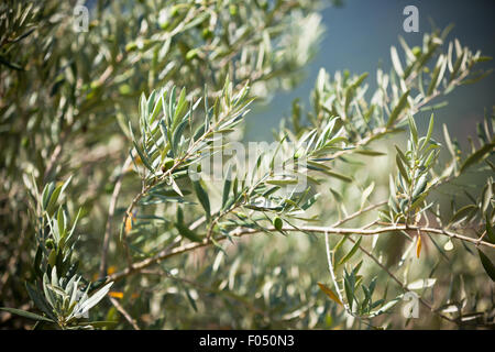 Olive-Ast. Horizontales gefiltertes Bild mit einer selektiven Fokus Stockfoto