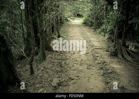 Geheimnis Weg werfen den Wald. Tropenwald-tunnel Stockfoto