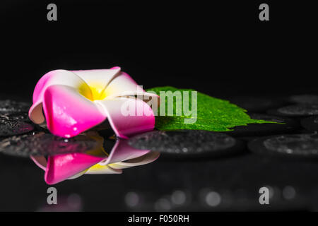 Spa-Konzept der grünen Blatt Hibiskus, Steinen Plumeria mit Tropfen auf Zen Basalt in Spiegelung Wasser, isoliert auf schwarz Stockfoto