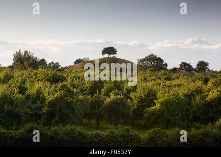 Apfelwein Obstgärten mit Burrow Hügel im Hintergrund. Somerset. VEREINIGTES KÖNIGREICH. Stockfoto