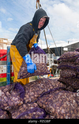 Fischerei Arbeiter kümmert sich Säcke mit frischen Wellhornschnecke / Landung frisch gefangen Wellhornschnecken (Schalentiere) bei West Quay Whitstable Hafen Kent UK Stockfoto