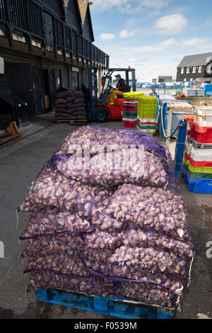 NET-Taschen von frischen Wellhornschnecke / Landung frisch gefangen Wellhornschnecken (Schalentiere) Kai am West Quay, Whitstable Hafen Whitstable Kent UK Stockfoto