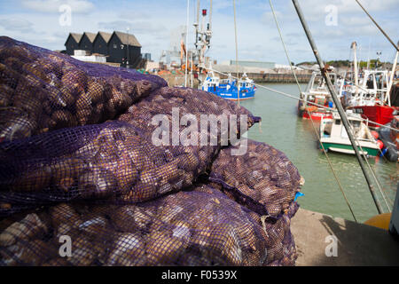 NET-Taschen von frischen Wellhornschnecke / Landung frisch gefangen Wellhornschnecken (Schalentiere) Kai am West Quay, Whitstable Hafen Whitstable Kent UK Stockfoto