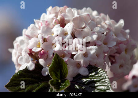 Duftschneeball, Viburnum X burkwoodii, Anee, Russel, Stockfoto