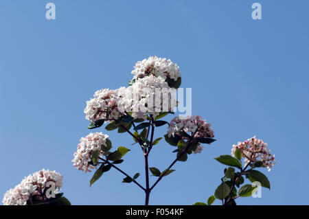 Duftschneeball, Viburnum X burkwoodii, Anee, Russel, Stockfoto