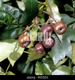 Elsbeere; Sorbus Torminalis; Stockfoto