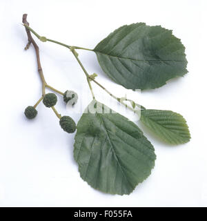 Erlenblatter, Stockfoto