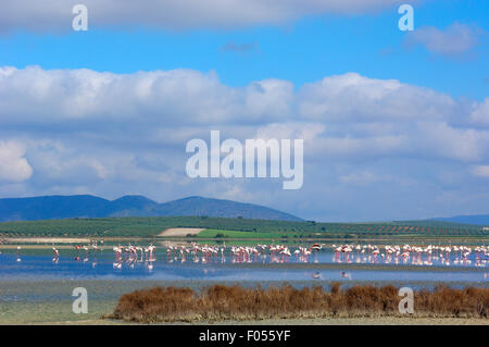 Rosaflamingo (Phoenicopterus Ruber). Lagune Fuente de Piedra. Provinz Malaga. Andalusien, Spanien Stockfoto