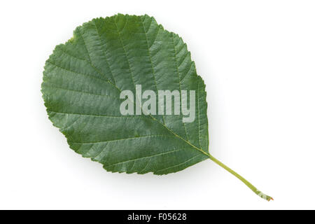 Erlenblatt, Blatt, Blaetter, Erle; Schwarzerle; Erlen; Stockfoto