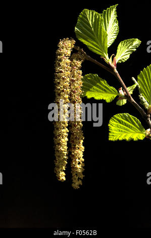 Erlenkaetzchen, Erle, Alnus Viridis, Stockfoto