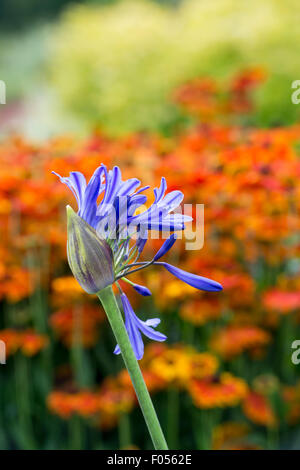 Agapanthus Blütenknospe vor Helenium Blüten öffnen. Afrikanische Blaue Lilie Stockfoto