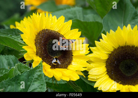 Vanessa atalant. Red Admiral Schmetterling und Hummel auf Sonnenblume unrich lemon Sommer' Stockfoto