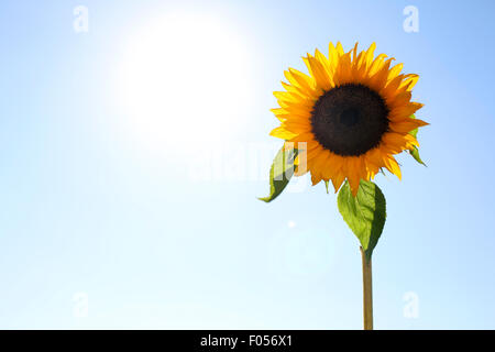 Eine einzelne Sonnenblume, Helianthus, Schuss in den Kopf gegen die Morgensonne Stockfoto