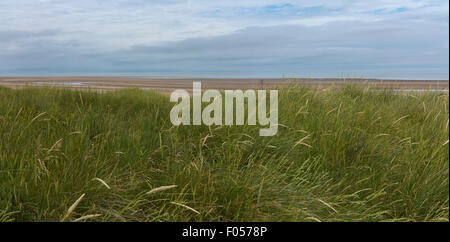 Panorama-Aufnahme Gras bedeckt Dünen an einem Strand in Norfolk Stockfoto