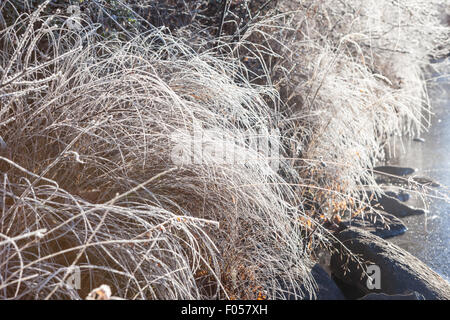 Frost-Heu in der Morgensonne Stockfoto