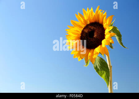 Eine einzelne Sonnenblume, Helianthus, in den frühen Morgenstunden gegen ein strahlend blauer Himmel geschossen. Stockfoto