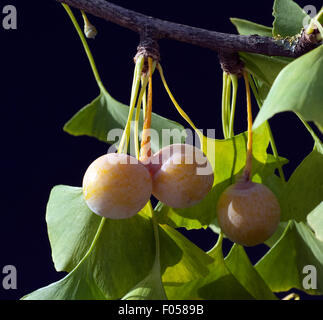 Ginkgo-Samen, Reife, Samen, Stockfoto