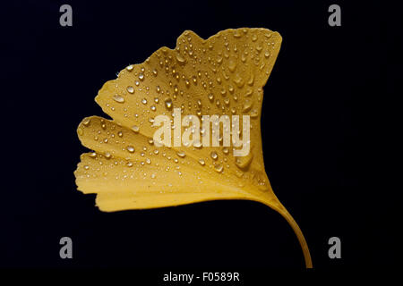 Ginkgoblaetter, Ginkgo, Biloba, Mit Tautropfen, Tau, Stockfoto