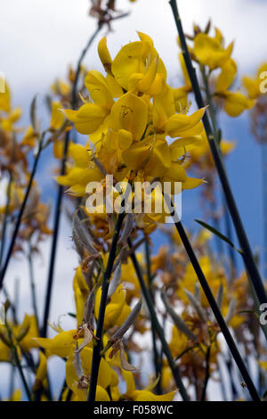 Pfriemenginster, Spartium, Junceum, Stockfoto