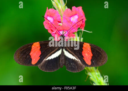 Rot Postman (Heliconius Erato) oder Eato Longwing Schmetterlinge saugen Nektar aus einer Blume berbena Stockfoto