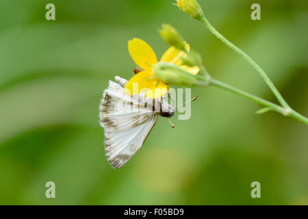 Veined White Skipper (Heliopetes Arsalte) kopfüber auf eine gelbe Blume Stockfoto